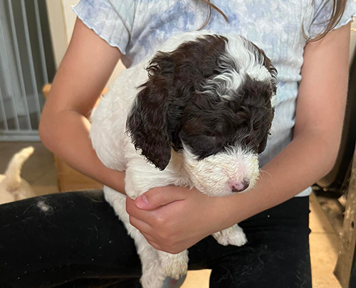 Black and White Goldendoodle Puppies for Sale