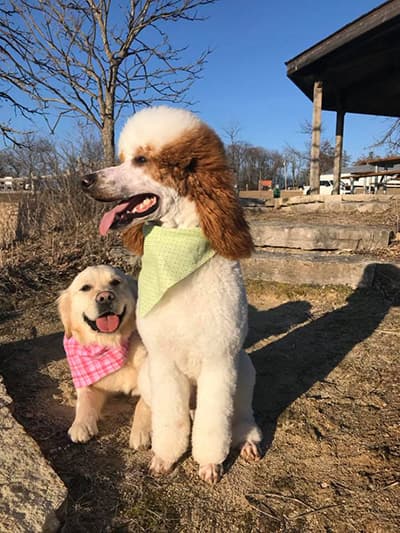 F1 and F1B Goldendoodle Breeder in Chicago, IL