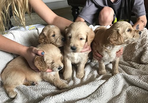 Parti Goldendoodle Puppies for Sale from Chicago, IL