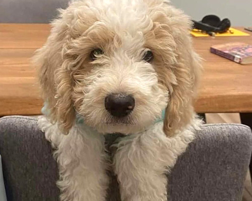 black and white parti goldendoodle