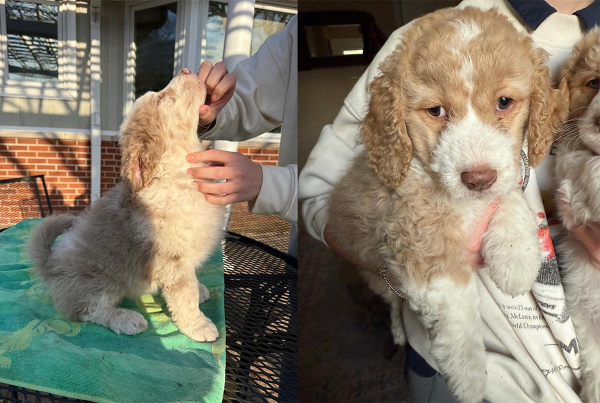 Goldendoodle Puppies Available Now - Chocolate Mearle Girls