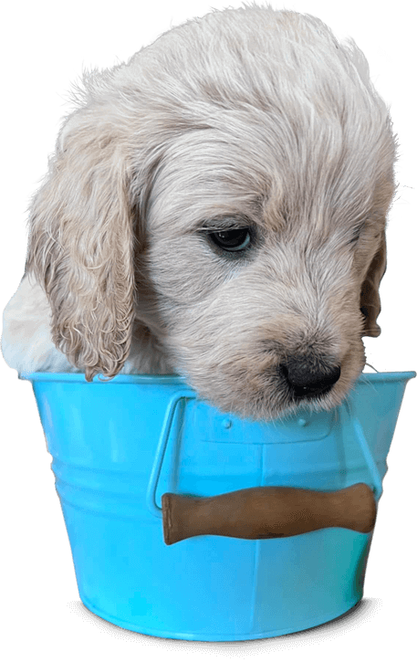 How to Reserve a Goldendoodle Puppy